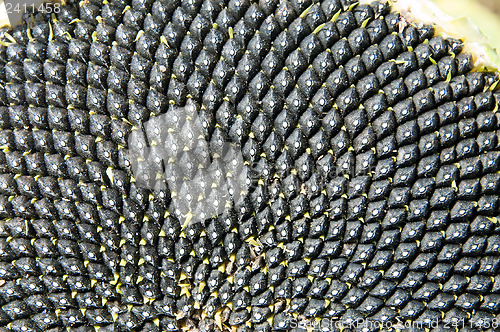 Image of Black sunflowers seed