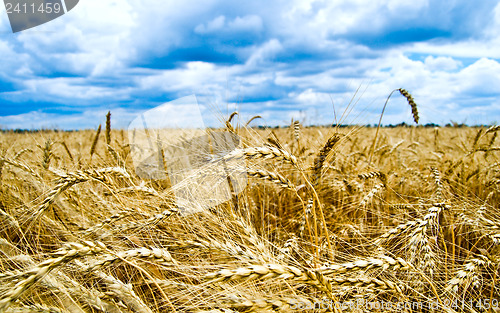 Image of Golden wheat ears with dark low sky over them