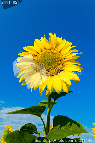 Image of sunflower with sky over it