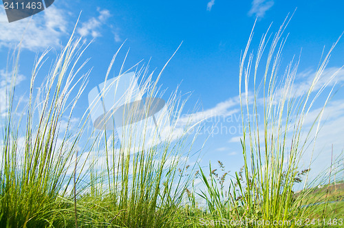 Image of Feather grass