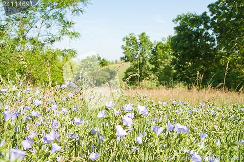 Image of magic meadow in nature