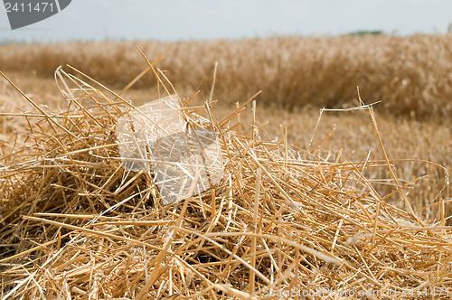 Image of row of straw on field after harvesting