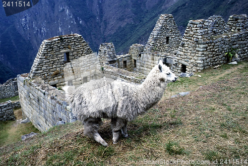 Image of  Machu Picchu and lama, Peru