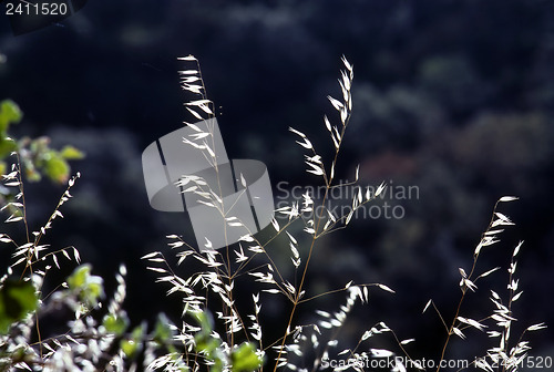 Image of Plant