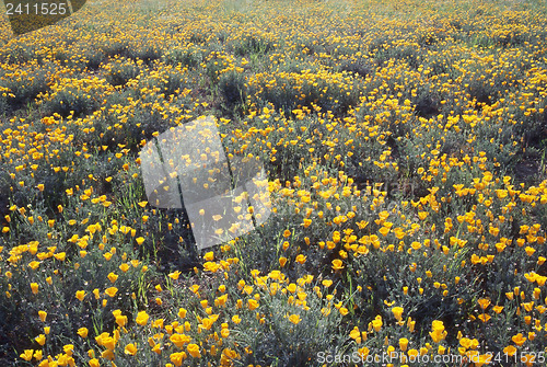 Image of California Poppy