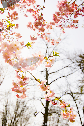 Image of Blossoms of an almond tree