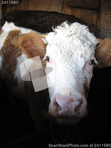 Image of brown and white cow living on a farm
