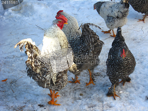 Image of Hens on a court yard