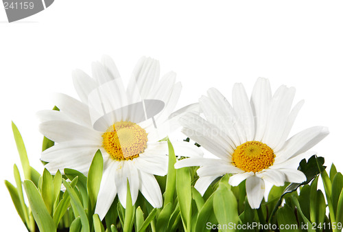 Image of Beautiful Isolated Daisies