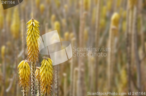 Image of Aloe Vera Flowers