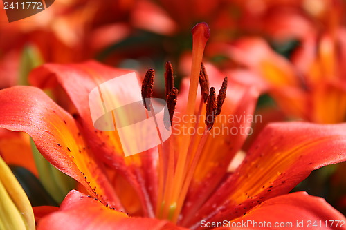 Image of beautiful redheaded lilies