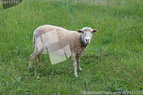 Image of gray sheep grazing on a grass