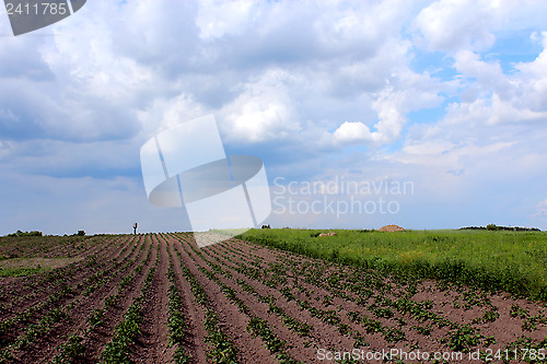 Image of Kitchen garden of the ascended potato