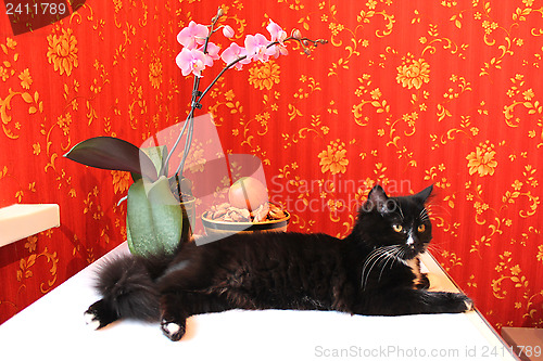 Image of black cat in the room with red wallpaper