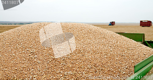 Image of heap of wheat grains in harvester in field