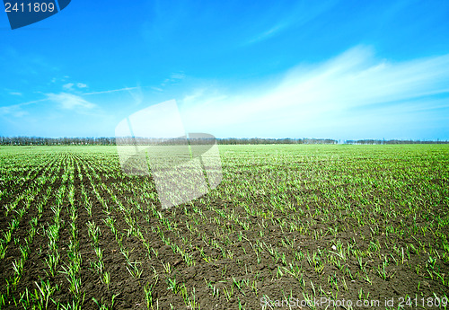 Image of springs field and blue sky