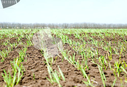 Image of green shots in spring field