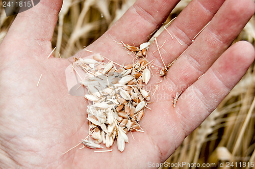 Image of gold harvest in hand