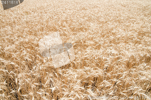 Image of yellow grain ready for harvest