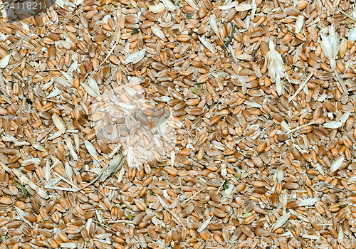 Image of grains with husk as background