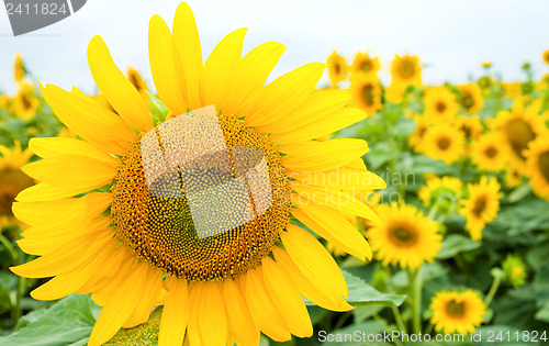 Image of sunflower on the field