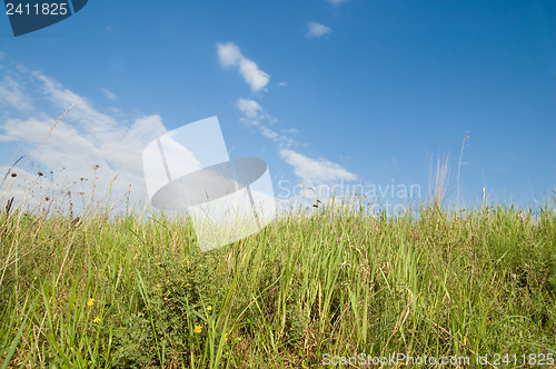 Image of green grass and blue sky