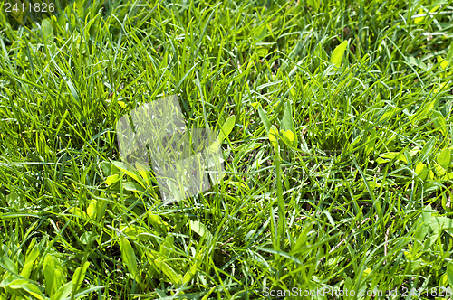 Image of green grass closeup