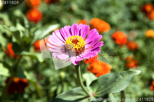 Image of pink flowers