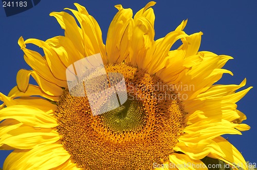 Image of the sunflower