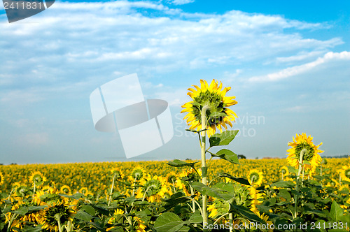 Image of sunflower field under cloudy sky