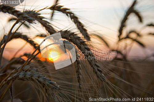 Image of ripe wheat at sunset with sun