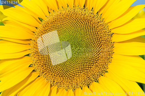 Image of part of sunflower as background