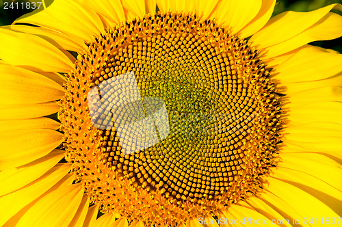 Image of sunflower