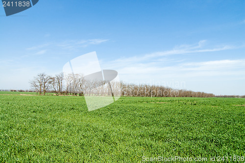 Image of green field with trees and blue sky