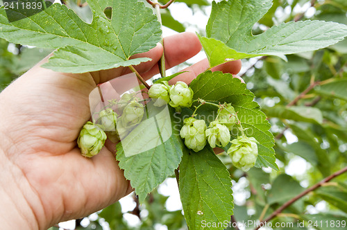 Image of green hops in hand