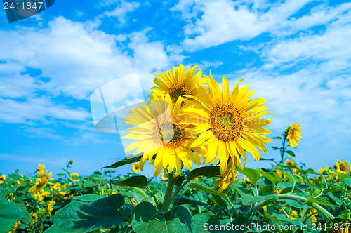 Image of sunflowers family on a background sky