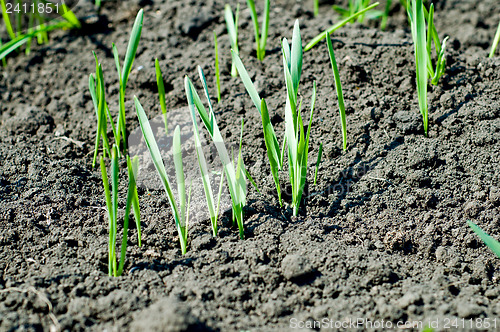 Image of little green shots on the field