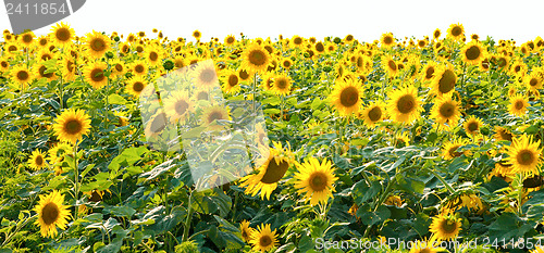 Image of sunflower field