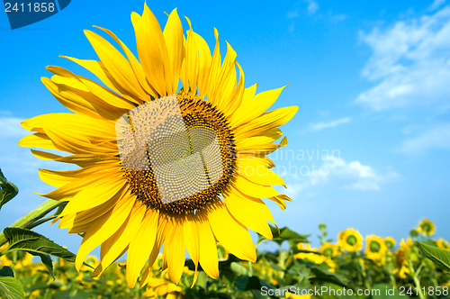 Image of sunflower on the field