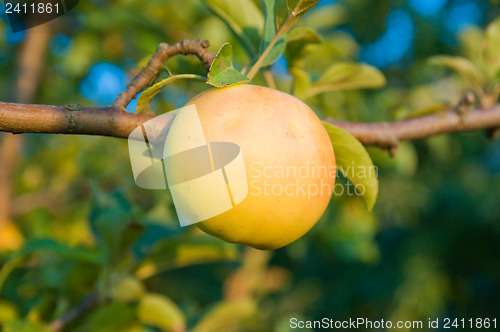 Image of green apple. evening