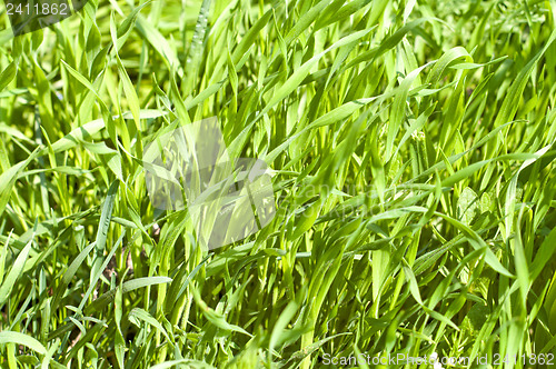 Image of green grass closeup