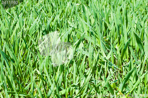 Image of Green grass background