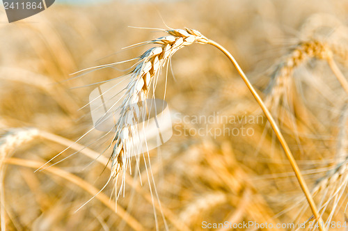 Image of golden wheat ear