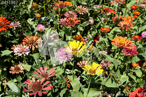Image of pink flowers
