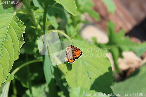 Image of butterfly sitting on the green leaf