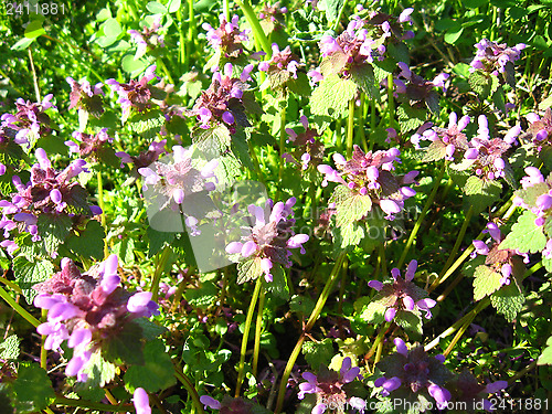 Image of Some beautiful blue flowers
