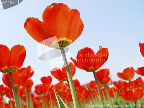 Image of red tulips