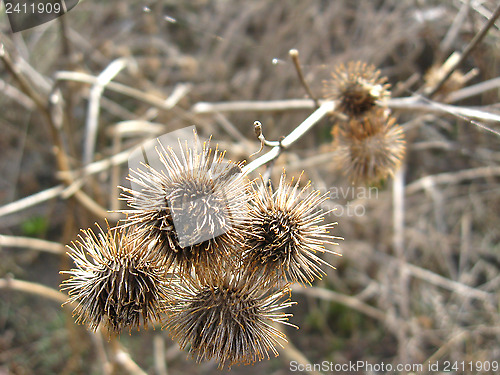 Image of Some dry agrimonies