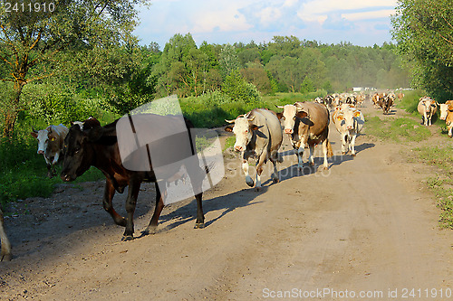Image of cows coming back from pasture