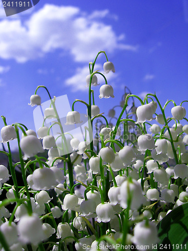 Image of Beautiful flowers of a lily of the valley